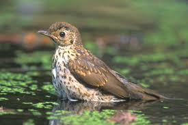 Attēlu rezultāti vaicājumam “Turdus philomelos juvenile”