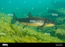 Image result for Catostomus commersonii