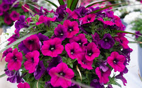 Image result for Petunia