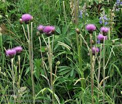 Attēlu rezultāti vaicājumam “Cirsium heterophyllum leaf”