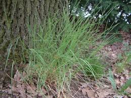 Attēlu rezultāti vaicājumam “Poa nemoralis”