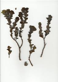 Attēlu rezultāti vaicājumam “Thesium ebracteatum leaf”