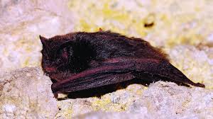 Attēlu rezultāti vaicājumam “Barbastella barbastellus”