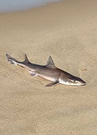 Image result for Mustelus asterias