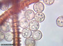 Attēlu rezultāti vaicājumam “Arcyria stipata spores”
