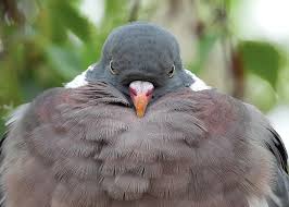 Image result for Columba palumbus