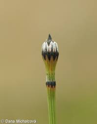 Attēlu rezultāti vaicājumam “Equisetum variegatum”