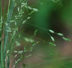 Attēlu rezultāti vaicājumam “Poa remota leaf”