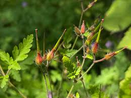 Attēlu rezultāti vaicājumam “Geranium robertianum fruit”