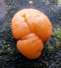 Attēlu rezultāti vaicājumam “Lycogala exiguum aggr. sessile”