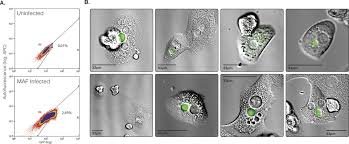 Attēlu rezultāti vaicājumam “Enteridium olivaceum plasmodium”