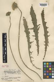 Attēlu rezultāti vaicājumam “Hypochaeris maculata leaf”