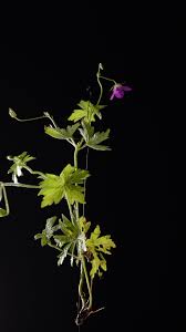 Attēlu rezultāti vaicājumam “Geranium sylvaticum leaf”