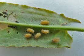 Attēlu rezultāti vaicājumam “Adscita statices”