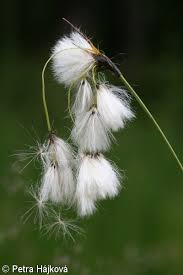 Attēlu rezultāti vaicājumam “Eriophorum latifolium fruit”