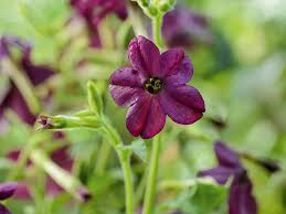 Attēlu rezultāti vaicājumam “Nicotiana tabacum flower”