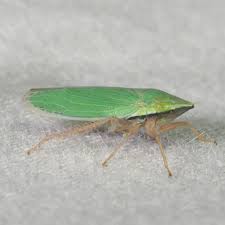 Attēlu rezultāti vaicājumam “Cicadellidae”