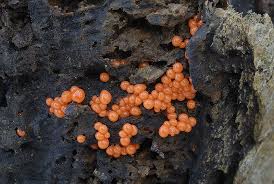 Attēlu rezultāti vaicājumam “Trichia decipiens”