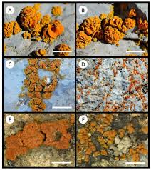 Attēlu rezultāti vaicājumam “Caloplaca saxicola”