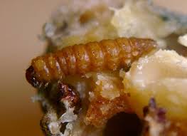 Attēlu rezultāti vaicājumam “Retinia resinella”