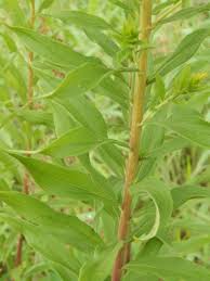 Attēlu rezultāti vaicājumam “Solidago canadensis leaf”