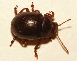 Attēlu rezultāti vaicājumam “Chrysolina staphylaea”