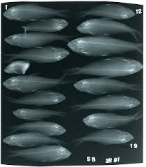 Image result for Alosa chrysochloris