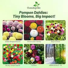 Image result for Dahlia x pinnata `Pompon Lilliput`