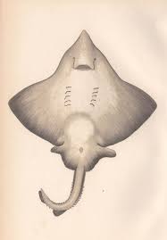 Image result for Rostroraja alba