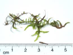 Attēlu rezultāti vaicājumam “Plagiothecium denticulatum”