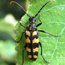 Attēlu rezultāti vaicājumam “Leptura quadrifasciata”