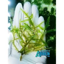 Attēlu rezultāti vaicājumam “Fontinalis antipyretica”