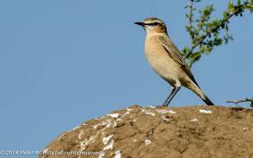 Attēlu rezultāti vaicājumam “Oenanthe oenanthe female”
