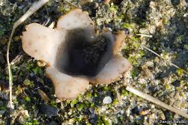 Attēlu rezultāti vaicājumam “Geopora arenicola”