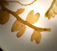 Attēlu rezultāti vaicājumam “Gymnocolea inflata”