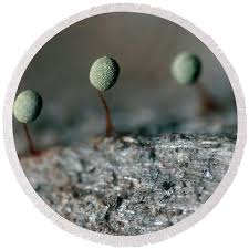 Attēlu rezultāti vaicājumam “Physarum penetrale macro”