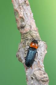 Attēlu rezultāti vaicājumam “Cardiophorus ruficollis”