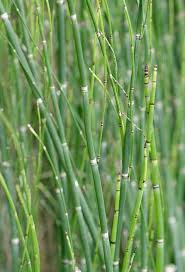 Attēlu rezultāti vaicājumam “Equisetum”