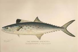 Image result for Scomberomorus maculatus