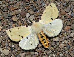 Attēlu rezultāti vaicājumam “Spilosoma lutea larva”