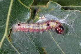 Attēlu rezultāti vaicājumam “Clostera curtula”