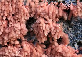 Attēlu rezultāti vaicājumam “Arcyria incarnata spores”