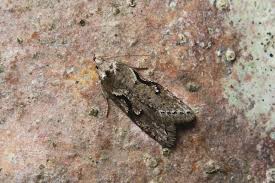 Attēlu rezultāti vaicājumam “Semioscopis avellanella”