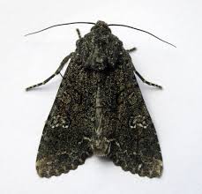 Attēlu rezultāti vaicājumam “Mamestra brassicae”