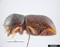 Attēlu rezultāti vaicājumam “Stemonaria irregularis macro”