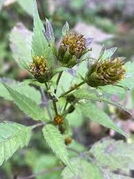 Attēlu rezultāti vaicājumam “Bidens frondosa flower”