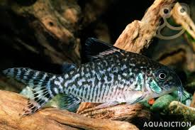 Image result for fish corydoras