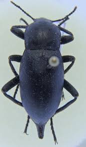 Attēlu rezultāti vaicājumam “Blaps mortisaga”