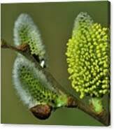 Attēlu rezultāti vaicājumam “Salix caprea fruit”