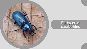 Attēlu rezultāti vaicājumam “Platycerus caraboides”